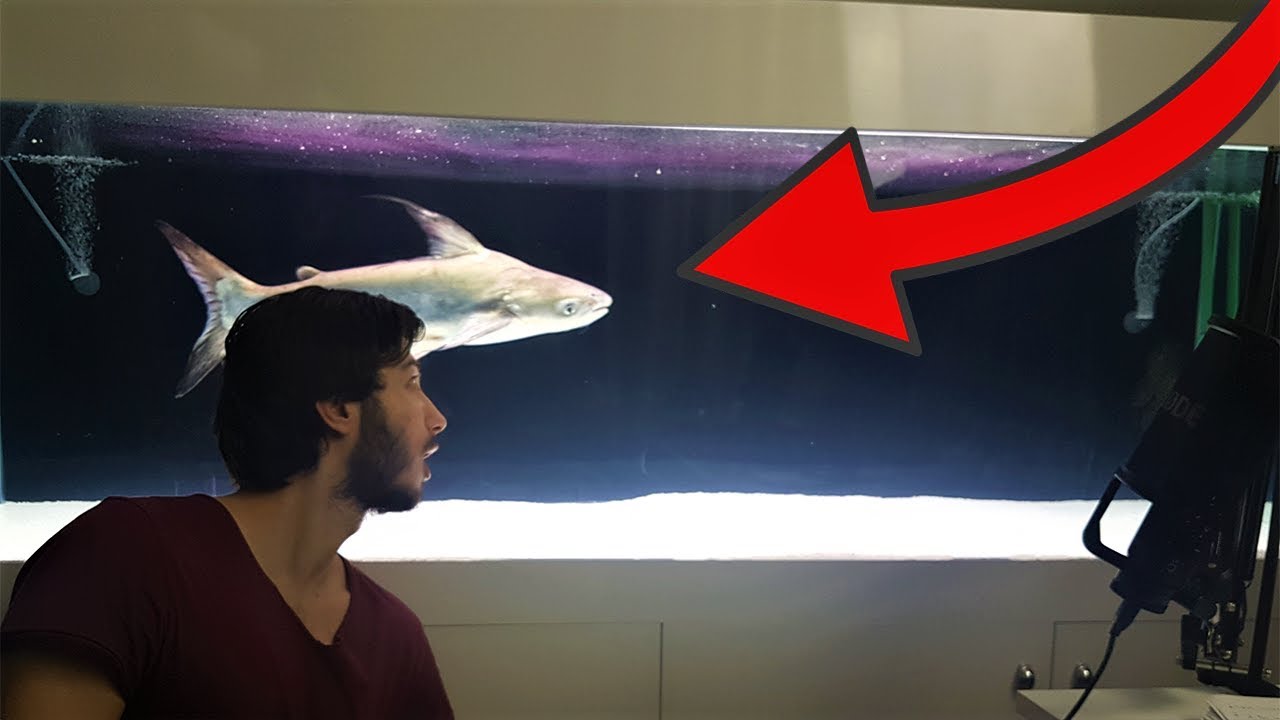 EVDE 1 METRELİK DEV K&Ouml;PEKBALIĞI BESLEMEK ( 10.000$ ) !!!