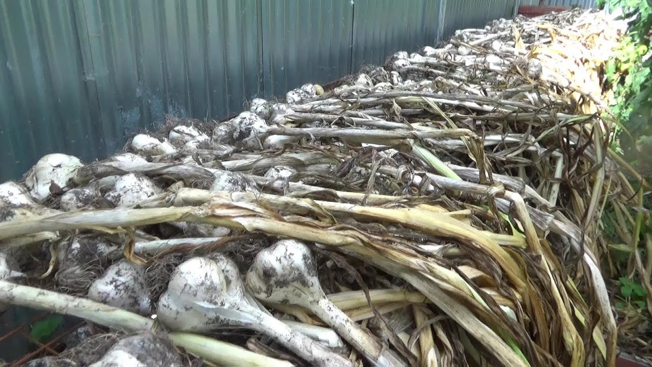 Making Drying Shelves For A Monster Crop Of Garlic