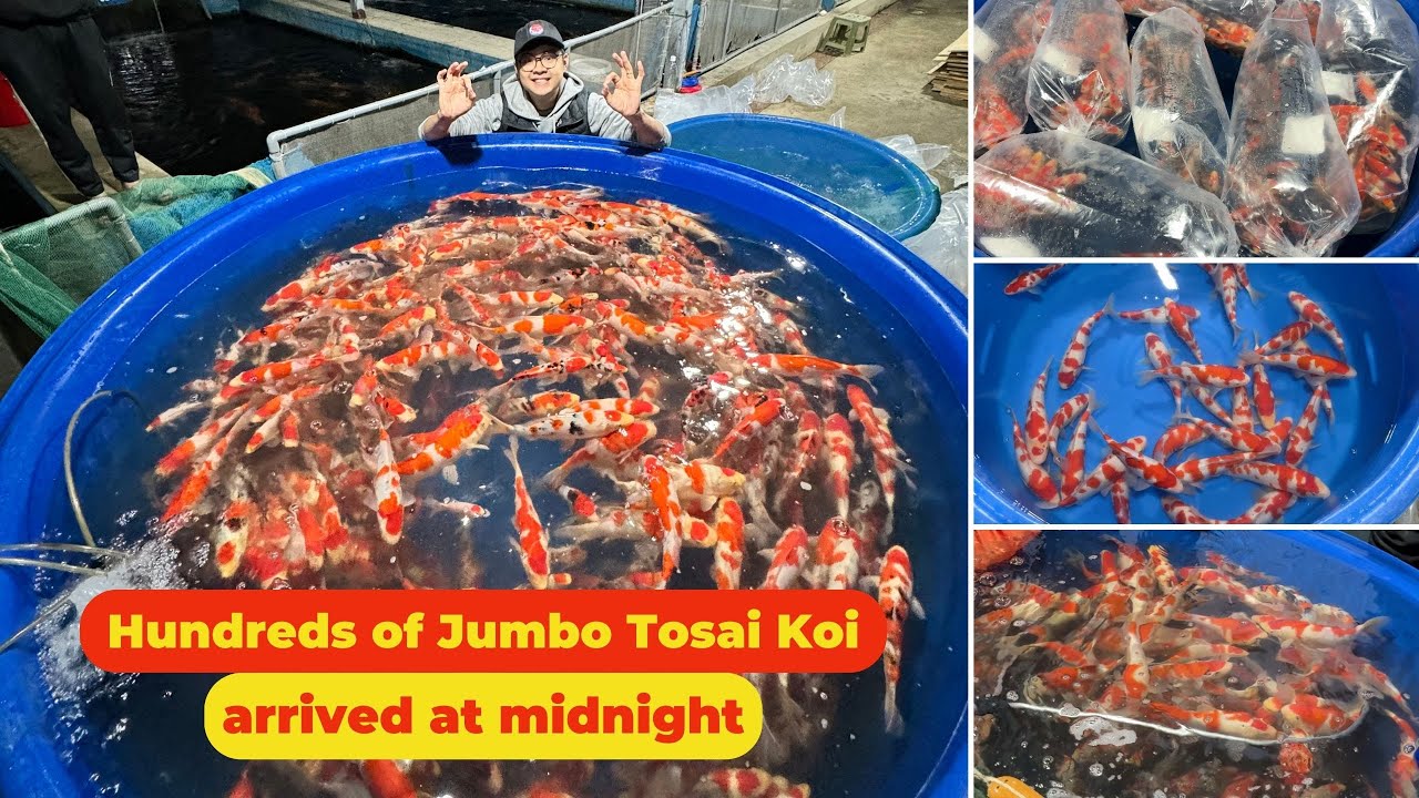 40 коробок (полный грузовик) с гигантской рыбой тосай кои прибыли в полночь на ферму Quhaku Koi.