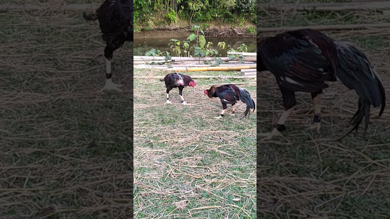 Cockfighting 2022 || Subscribe plz #shorts
