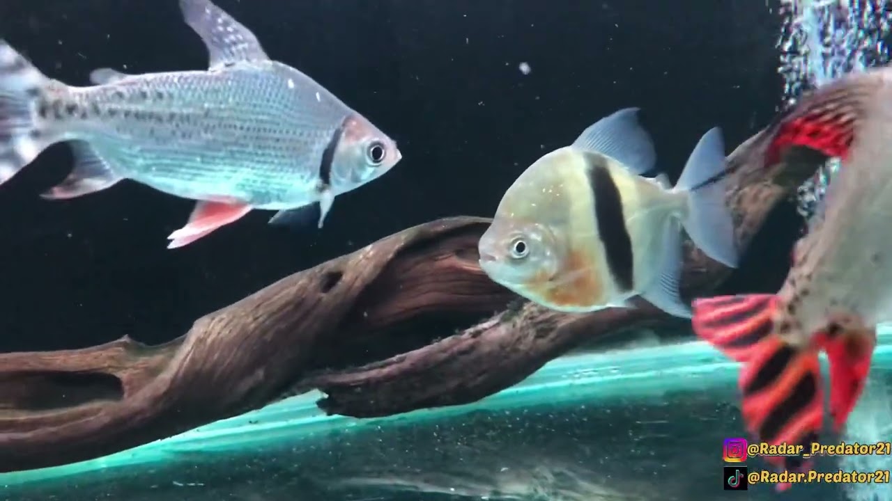 IKAN WIDE BAR BISA TUMBUH HINGGA SIZE BESAR?? BENARKAH?? INILAH PEMBASAHAN SEPUTAR IKAN WIDE BAR!!!