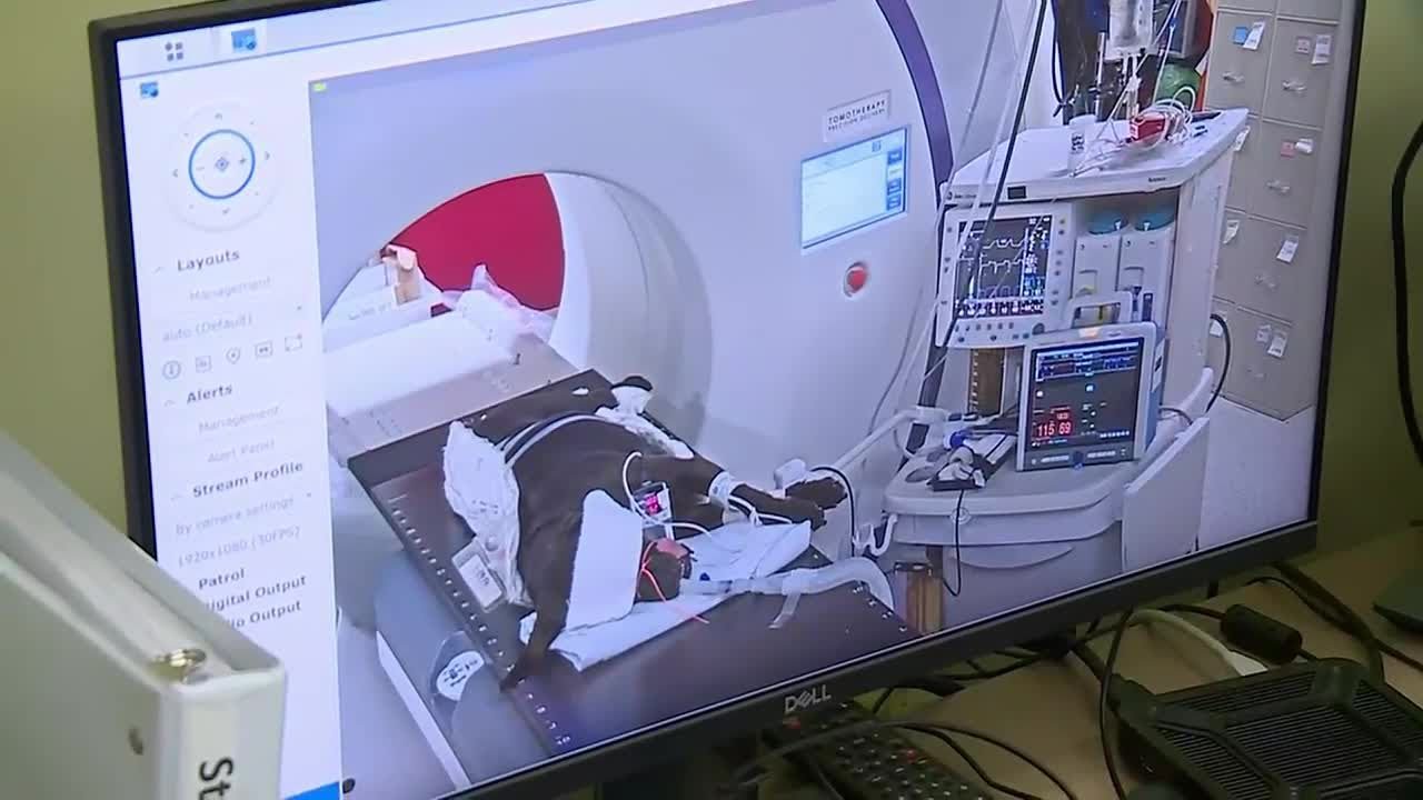 Comparative cancer research at UW helping treat pets and humans