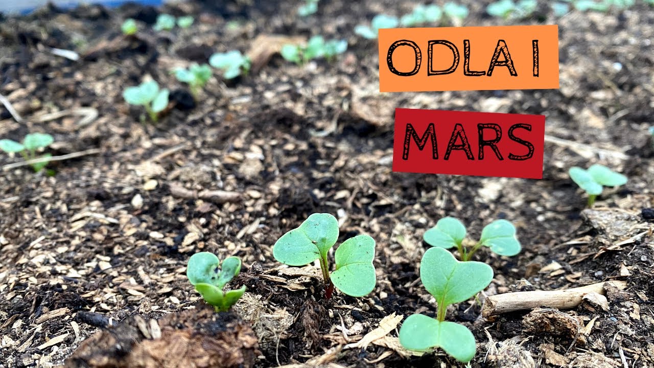 Odla i MARS - Vitlöken har tittat upp och det växer i växthusen