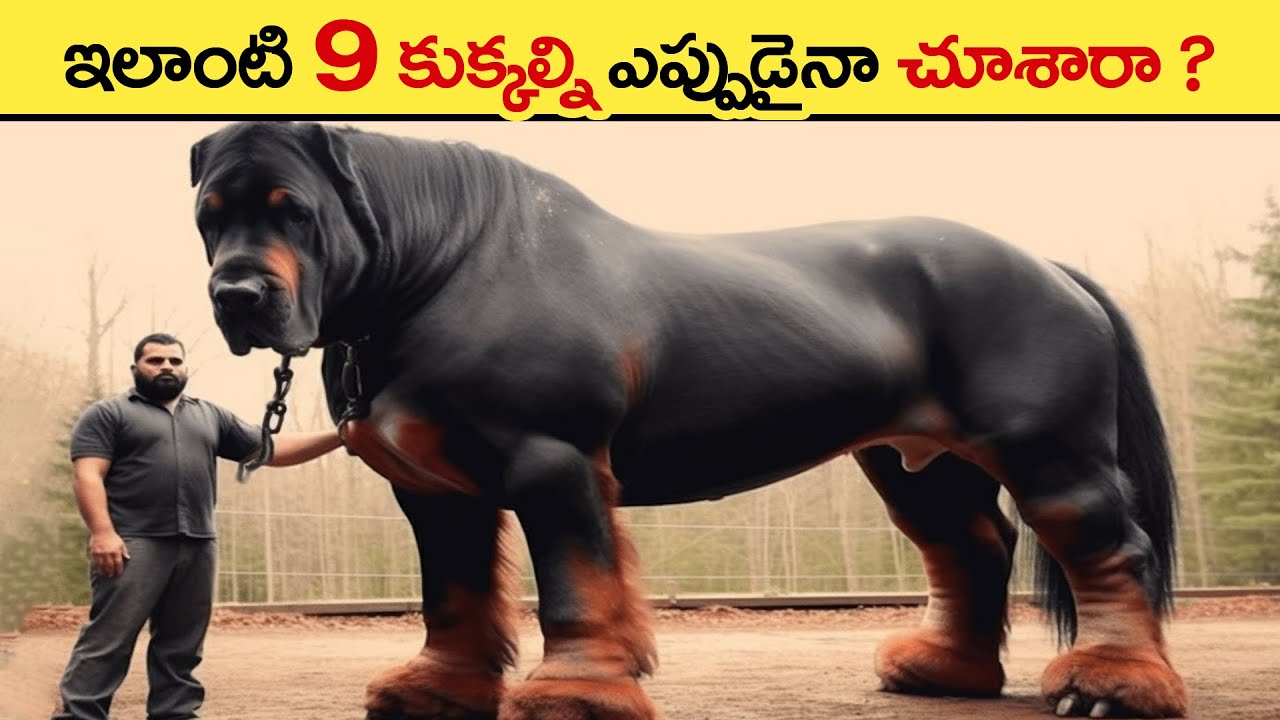 🔵 పవర్ఫుల్ డాగ్స్ | Ultimate Military & Police Dog Breeds in the World | most powerful hunting dogs
