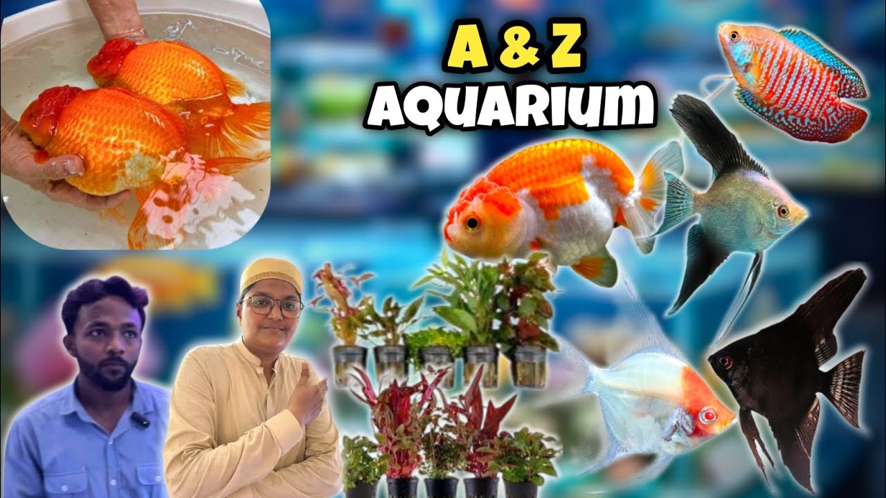 A & Z Aquarium | Beautiful Goldfish, Angelfish, Gourami & Live Aquarium Plants lalukhet Karachi 🐟🐠