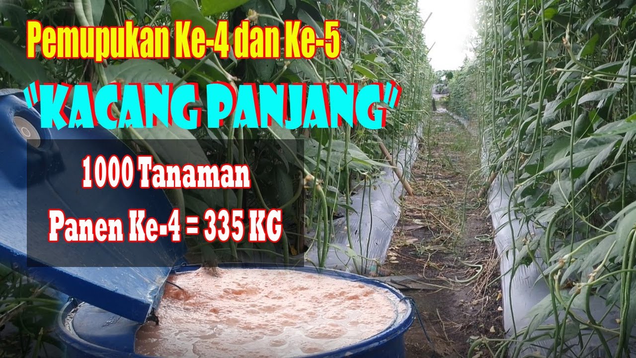 Pemupukan Kacang Panjang 4 & 5 (Umur 50 HST) | Panen Kacang Ke 4