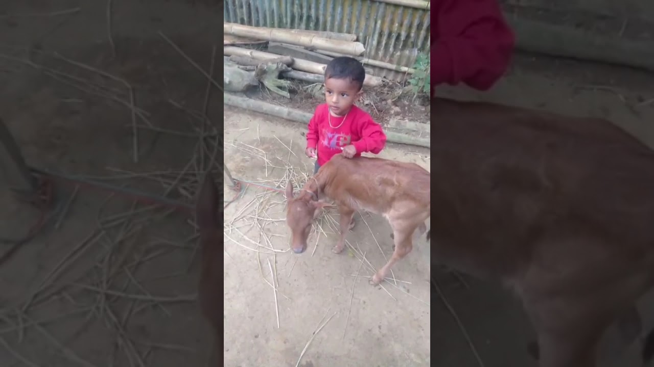 ছোটো বেলা থেকেই জাহিদ গরু ছাগলের অনেক পাগল প্রেমিক 🥰♥️ cow lover little boy  Zahid 