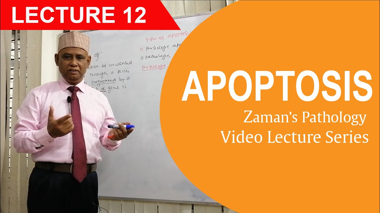 General Pathology: Lecture 12 | Apoptosis
