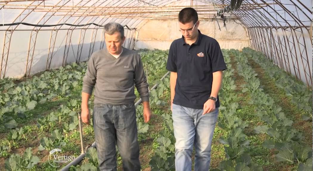 Plastenicka proizvodnja povrca u selu Trbusani   U nasem ataru 613