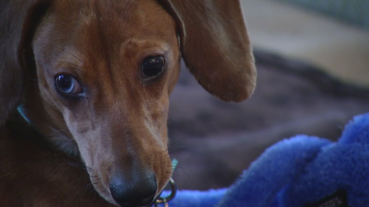 Pet Pros shut down, accused of selling sick puppies