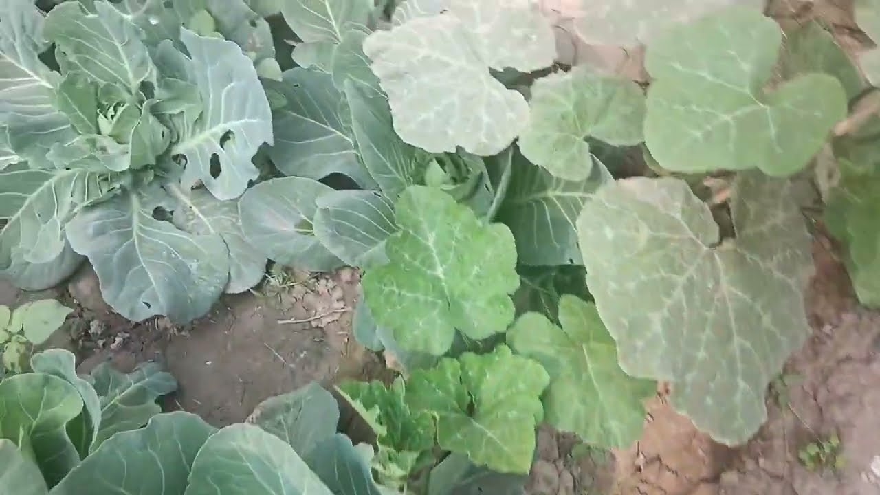 মিষ্টি কুমড়ো গাছে শুরু থেকেই এই ভাবে যত্ন নিন আপনারও গাছ ফলে ভরে যাবে। #gachpagolpran #gardening 