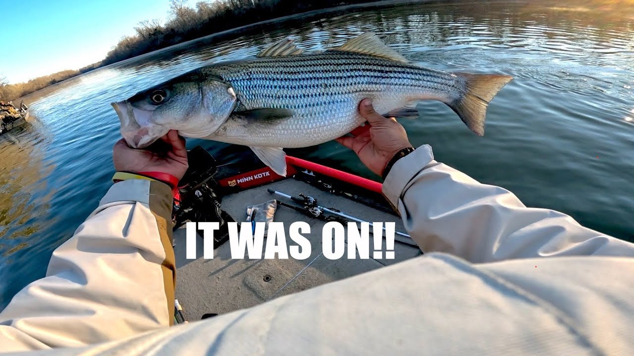 River Bass Fishing (Stripers and Hybrids)