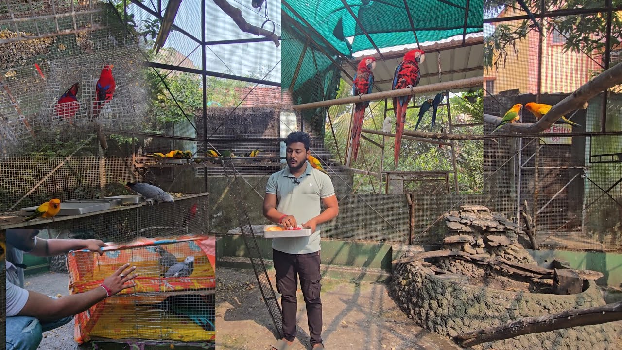 Green winged macaw and african grey parrot going to Gujrat zoo. New Moulaccan lori came to farm.