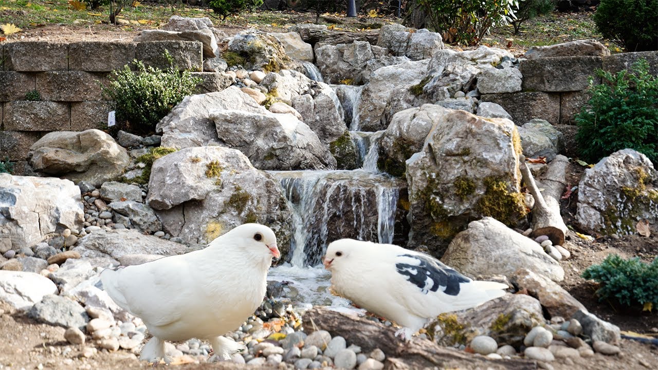 7' Tall Pondless Waterfall For Persian Pigeons!
