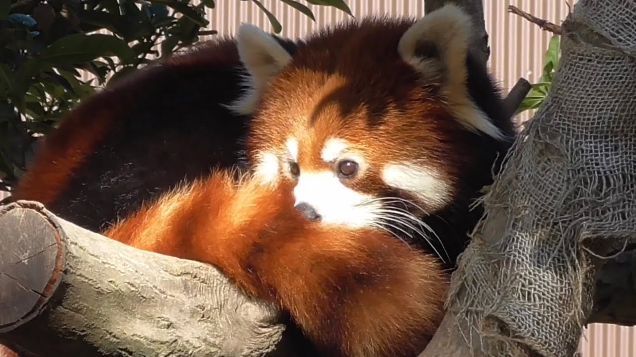 レッサーパンダ　リーファちゃんはちょっと不機嫌　眠いのかな　【のんほいパーク】