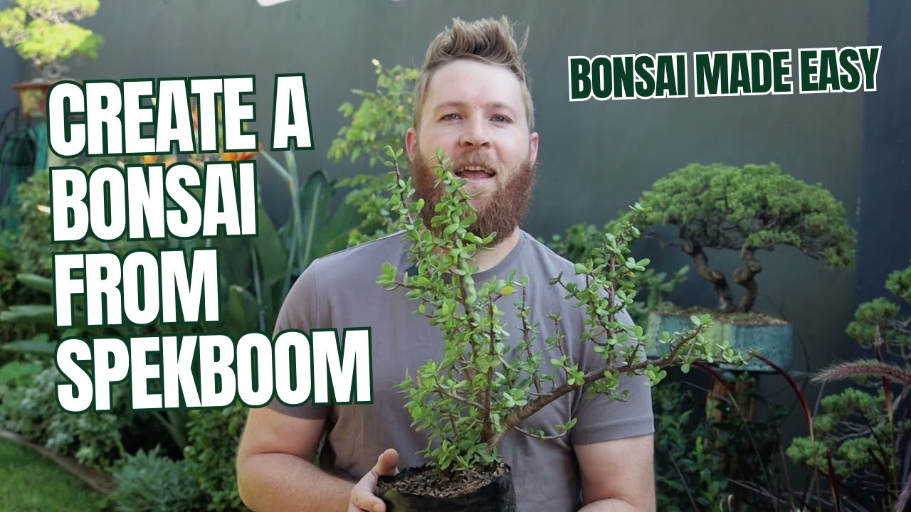 Bonsai Made Simple: Shaping a Spekboom from Scratch