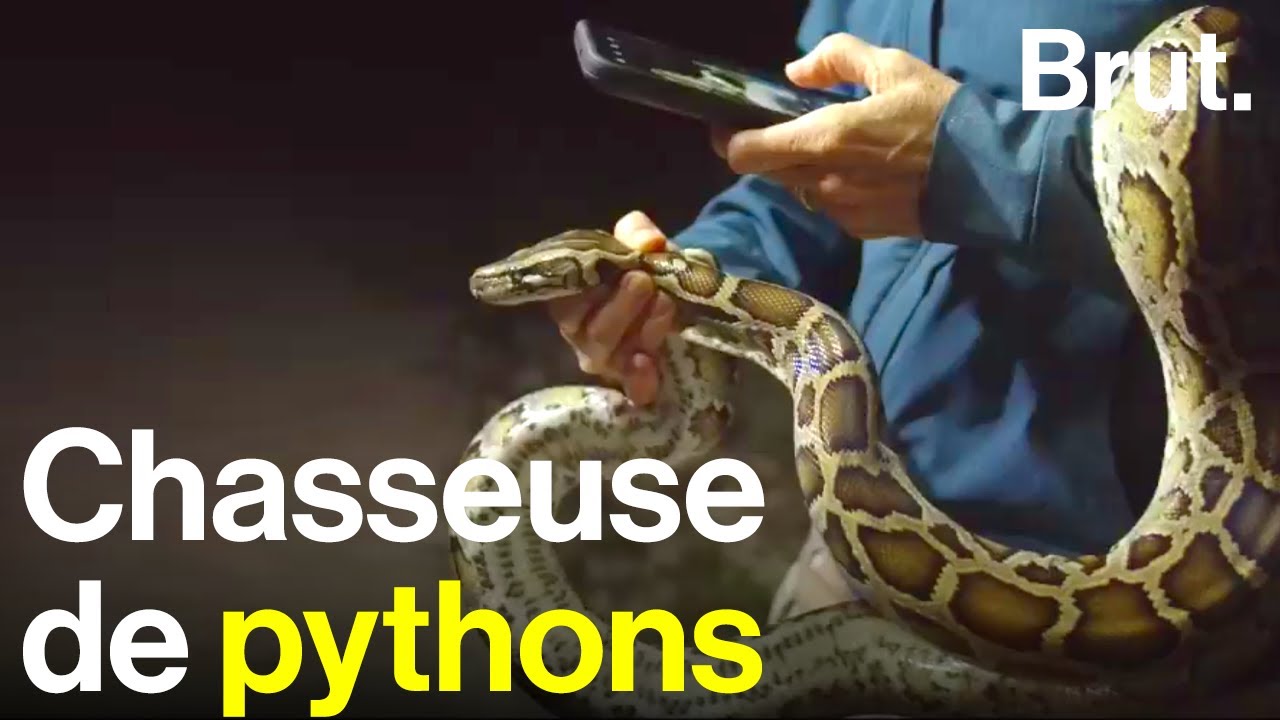 Agente immobili&egrave;re, elle est devenue chasseuse de pythons