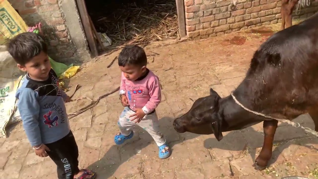 gaooo aa gaye nd fir se masti start 😛| @ympshivay01 | #trending #villagelife #cow #shorts 