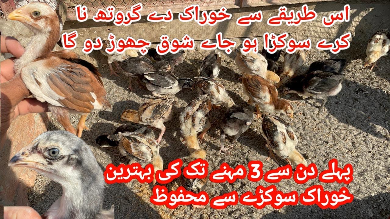 اس طرح خوراک دے گروتھ نا کرے سوکڑا ہو جائے شوق چھوڑ دو گا