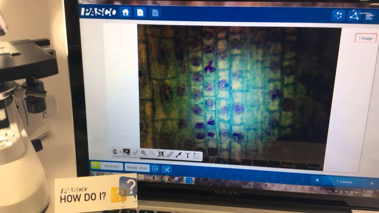 Capture Images from a Digital Microscope or USB Camera SPARKvue