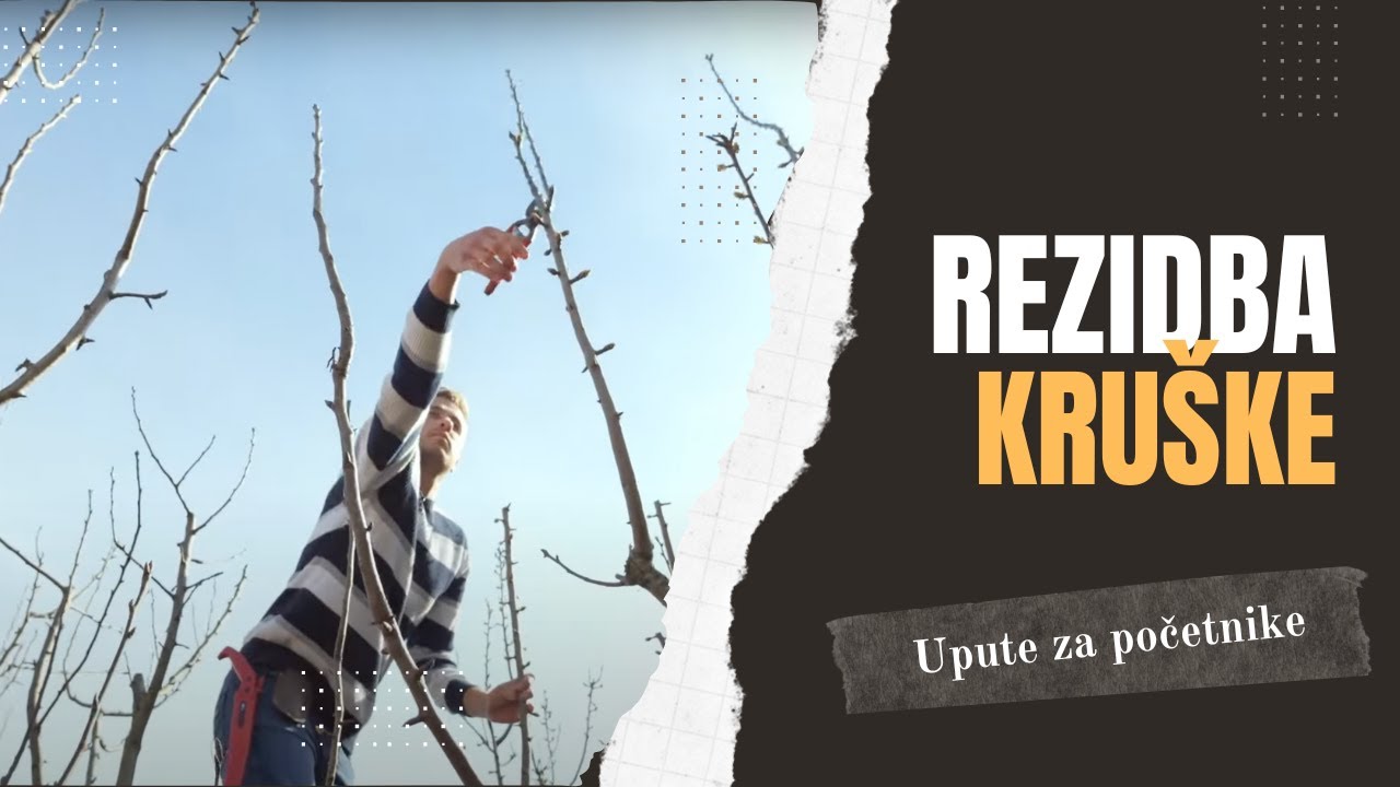 как обрезать грушу