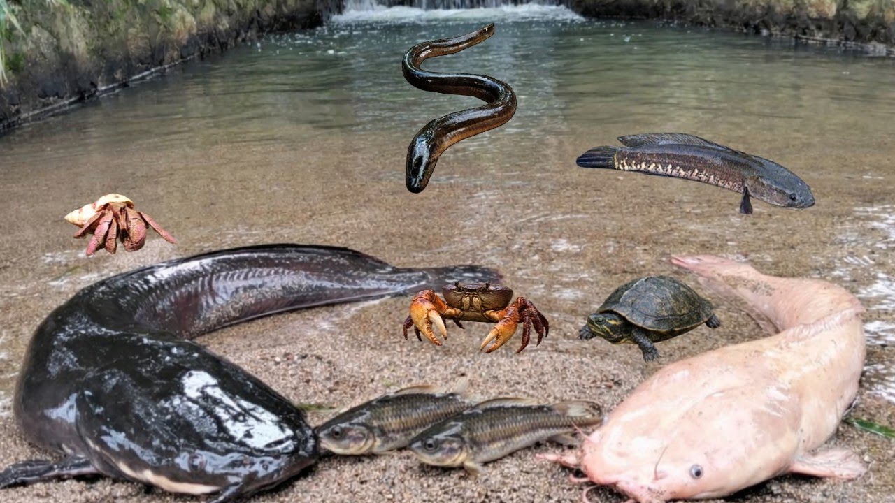 Wow..Menangkap Ikan Lele Besar Di Sungai Kecil,Ikan Sapu-sapu,Kepiting,Ikan Gabus,Ikan Betok,Belut