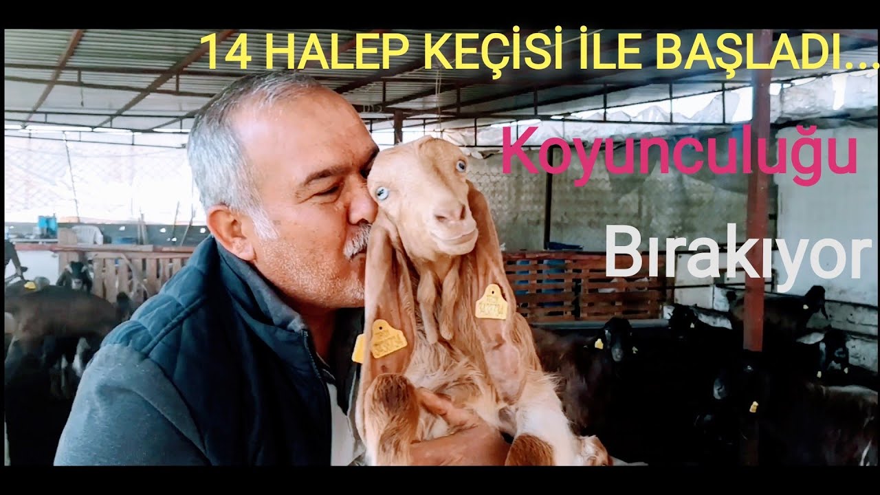 14 HALEP KEÇİSİ İLE BAŞLADI 8 AYDA İKİYE KATLADI.