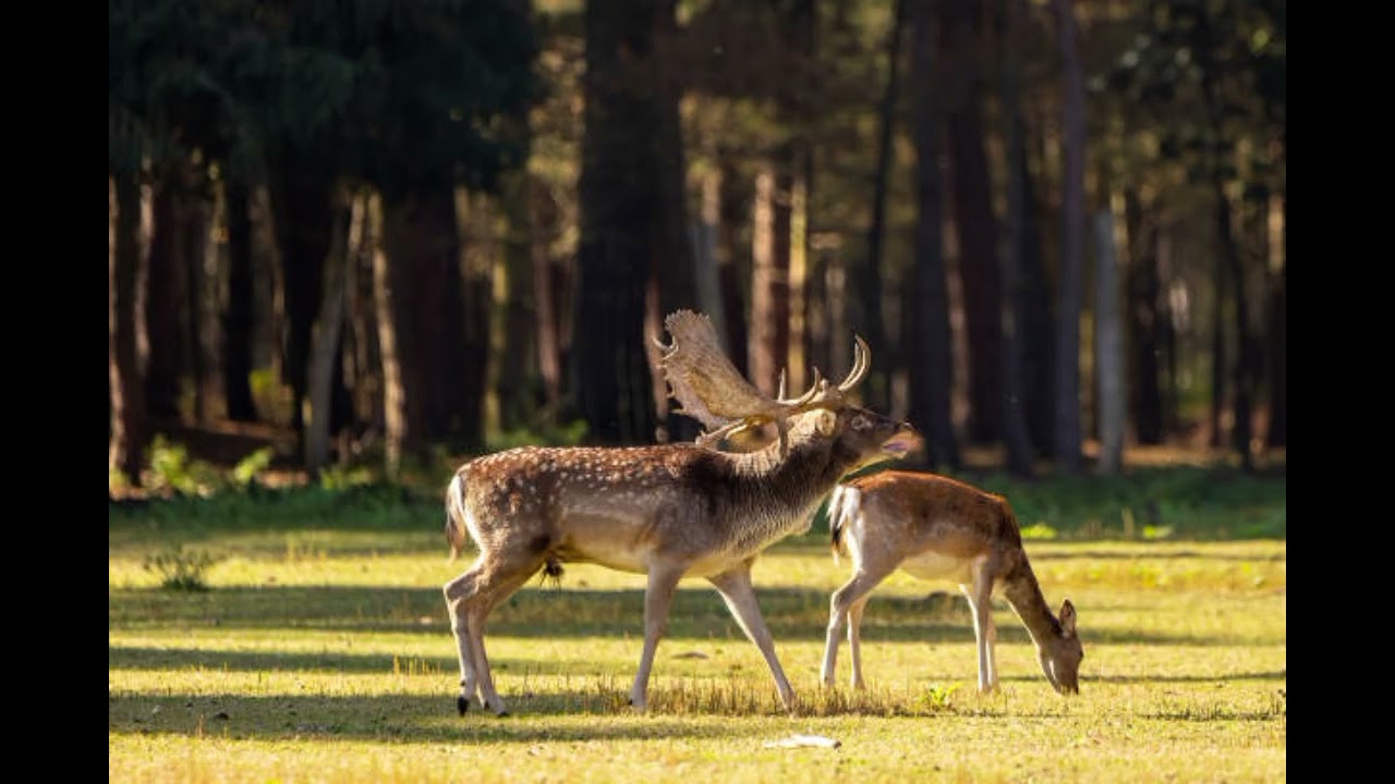 Deer Life in Forest | Deer 🦌 Lovers