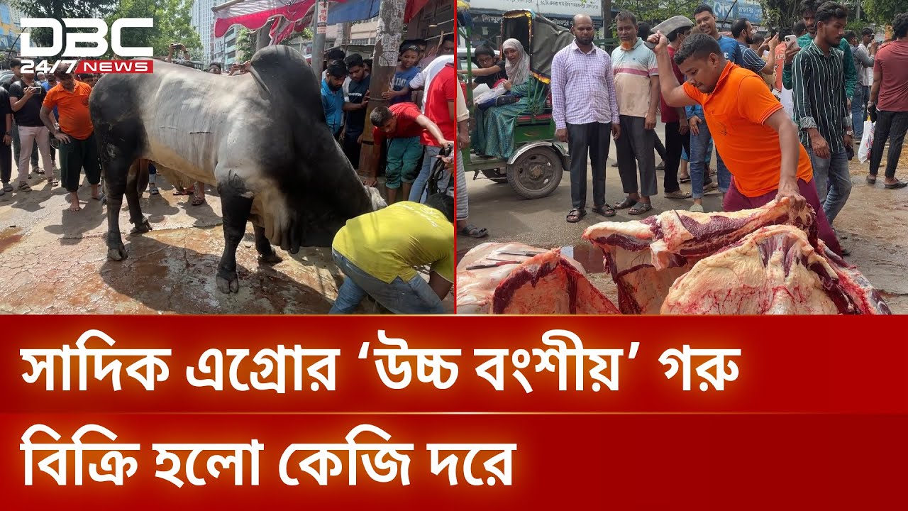 সাদিক এগ্রোর 'উচ্চ বংশীয়' গরু বিক্রি হলো কেজি দরে | DBC NEWS