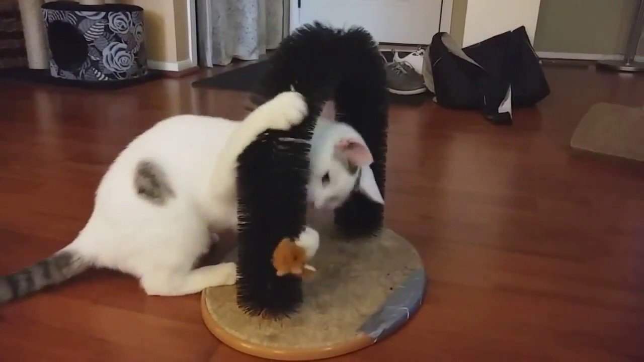 Baba plays (Flat Mouse must die, again)