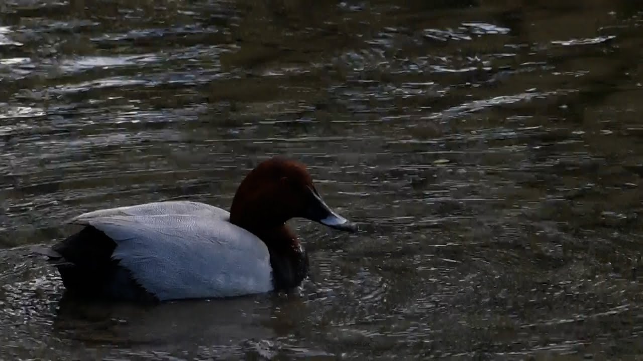 canards et grèbes sur l'ancien canal Charleroi-Bruxelles, printemps 2025