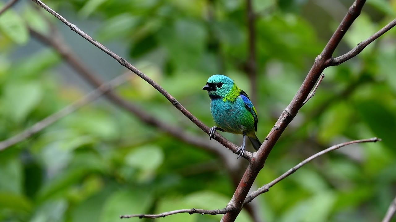Incredible Birds of Brazil&rsquo;s Atlantic Rainforest