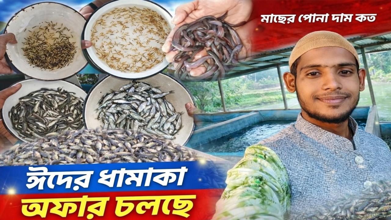 🔥 এই ঈদে মাছের পোনার উপর  ধামাকা অফার! 🔥মাছের পোনার দাম কত? এখনই জেনে নিন।