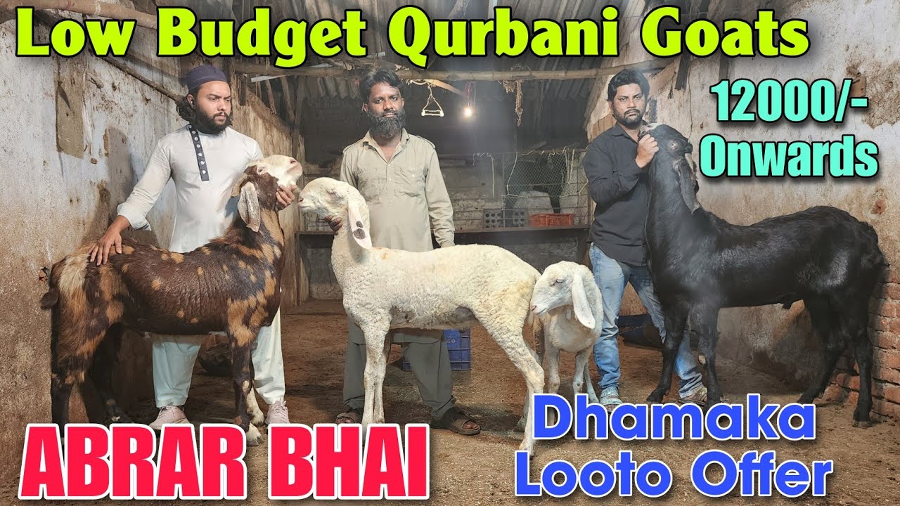 12000/- Onwards Saste Khassi Andul Bakre At ABRAR BHAI | 2026 Qurbani Goats In Bhiwandi 