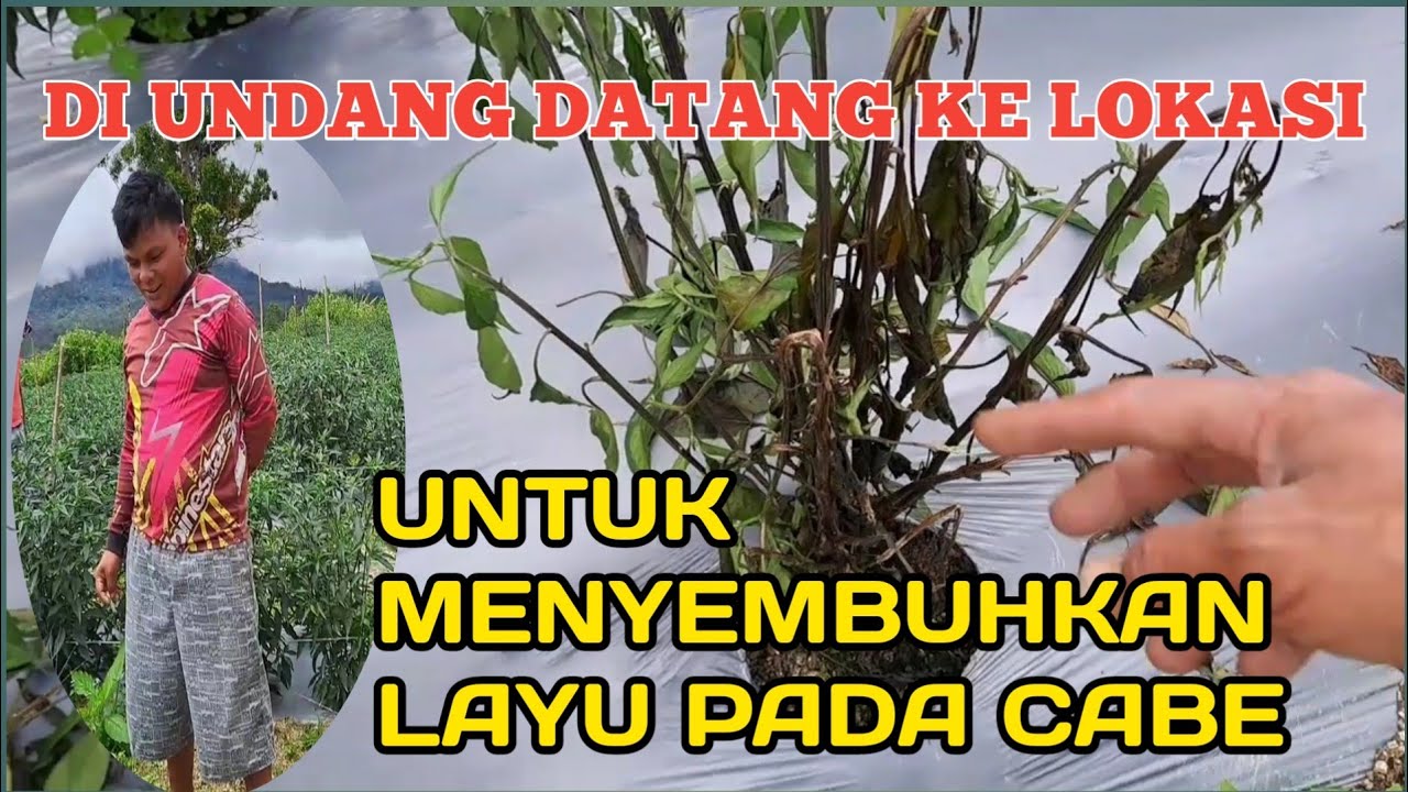 TERBUKTI AMPUH....!!! MENGOBATI LAYU PD TANAMAN CABE layu FUSARIUM Dan Layu BAKTERI