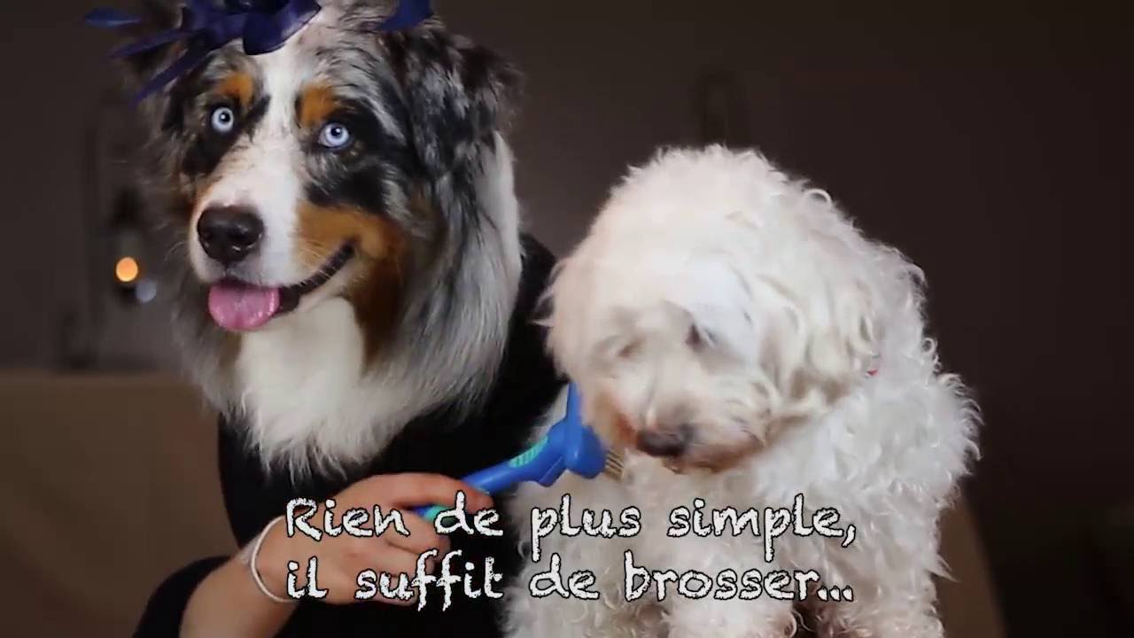 Brosse magique pour chien