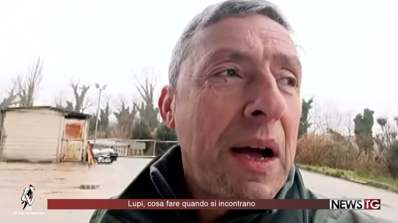 Lupi, cosa fare quando si incontrano