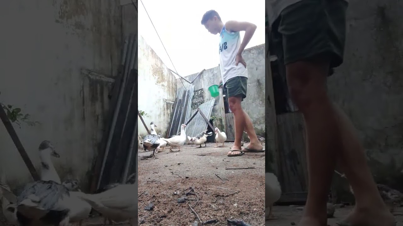 Morning chores at the WhiteFlash Backyard 