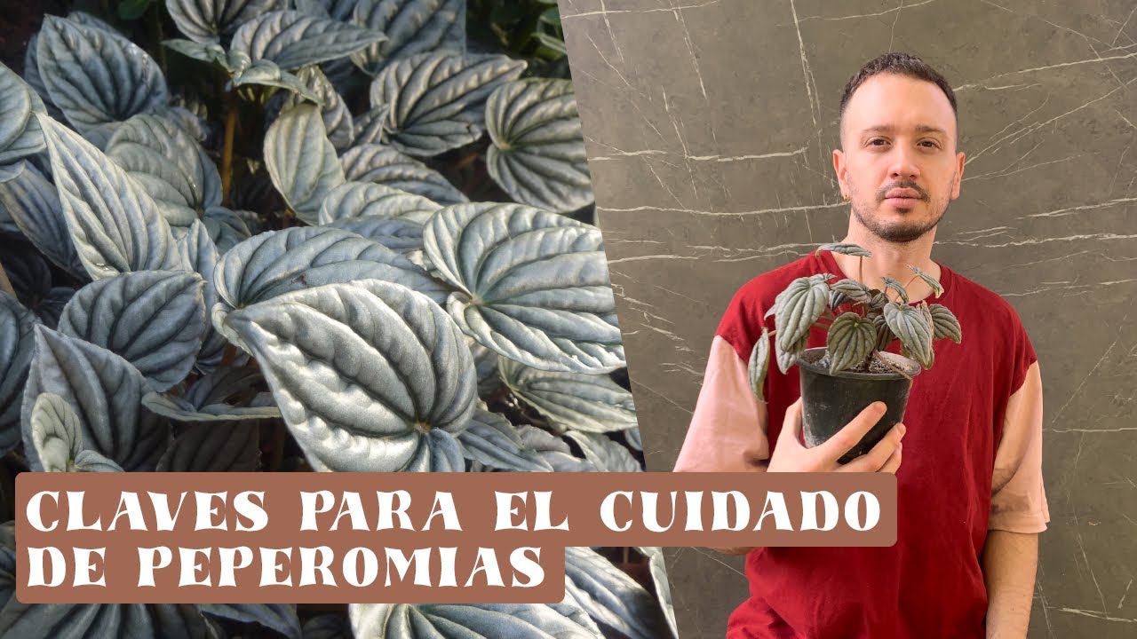 ¡Cuidados Peperomia Griseoargentea o Plateada!🍃 ¡Súper Fácil de Cuidar!