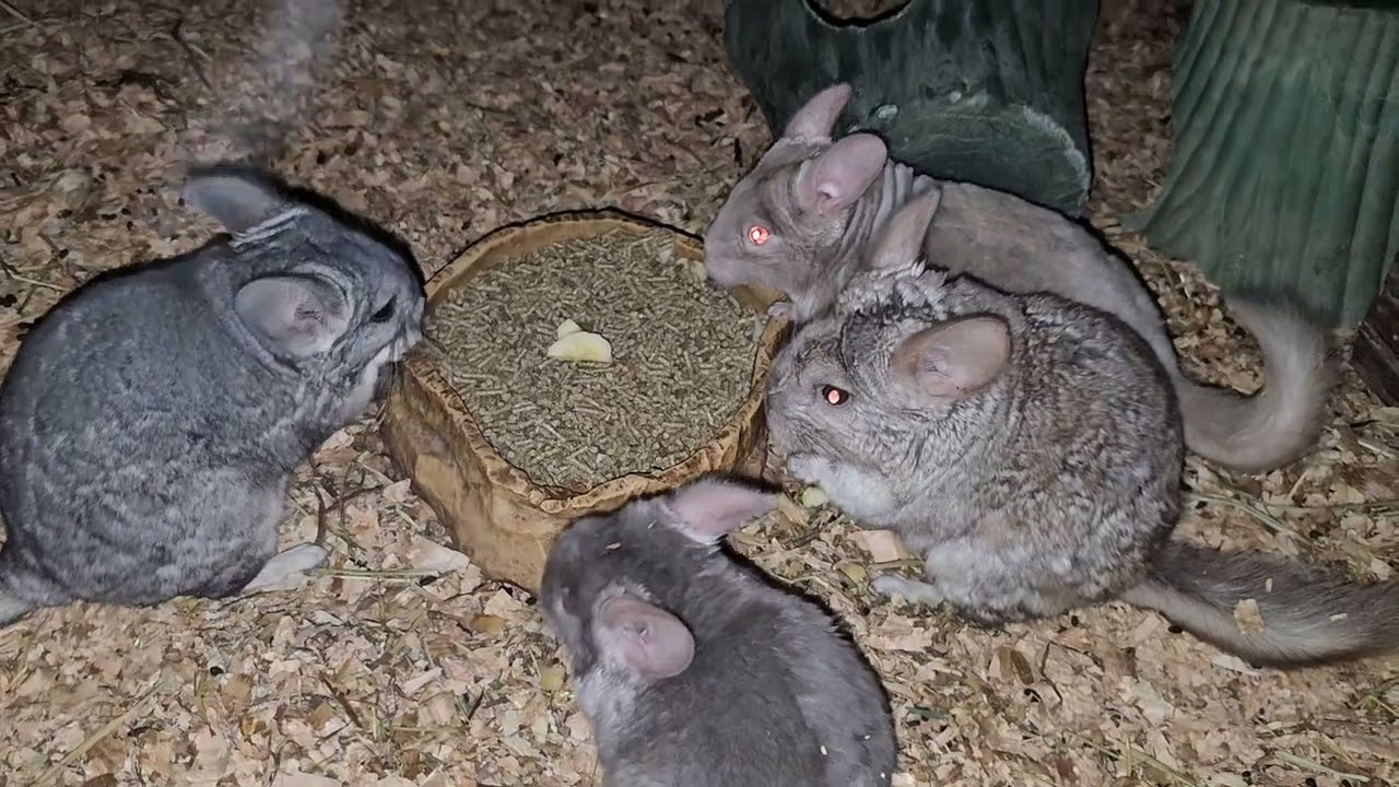 A herd of chinchillas!