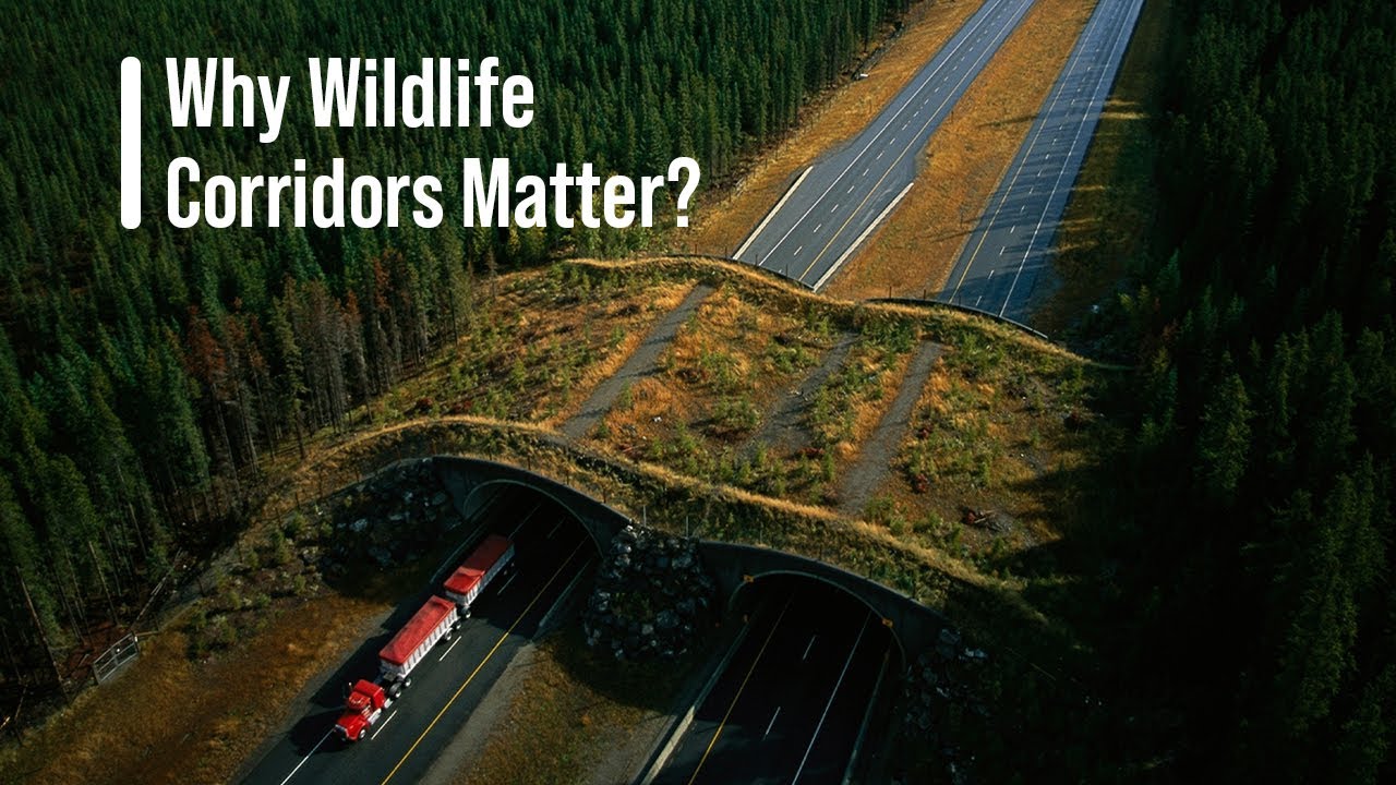 What are Benefits of Wildlife Corridors?   🌳🏞🐌