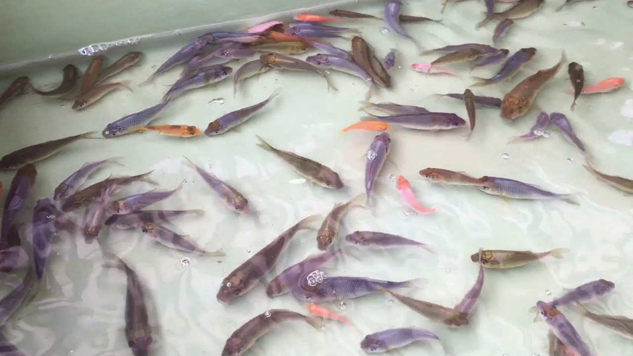 First selection  of an  ochiba breeding