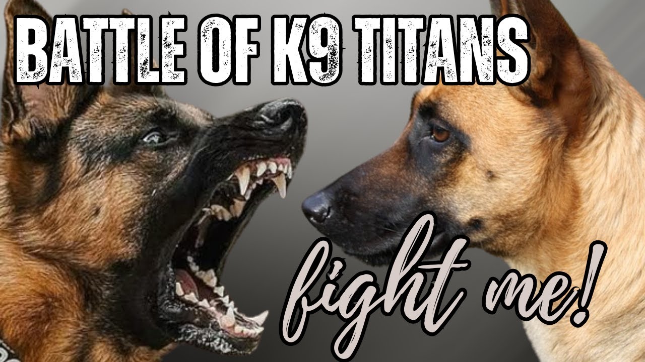 Belgian Malinois vs. German Shepherd vs. Dobermann vs. Rottweiler