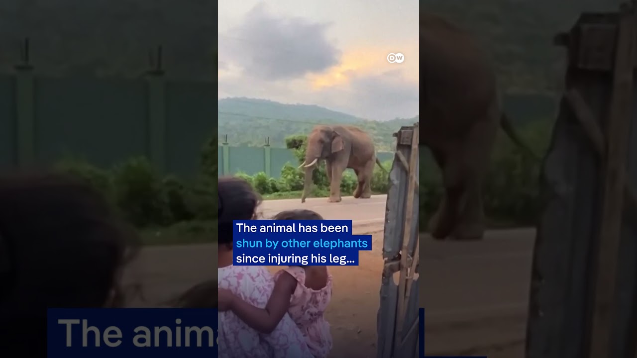 Injured elephant frequently visits village in India | DW News