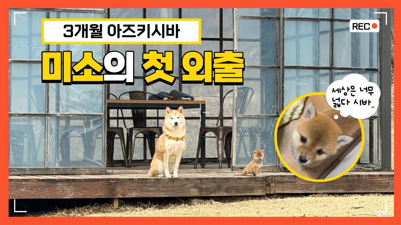 3개월 강아지 첫 외출 브이로그｜아즈키시바 미소 첫 산책