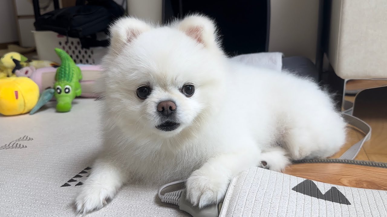 생일을 깜빡했다고 하자 굳어버린 강아지..ㅋㅋㅋ