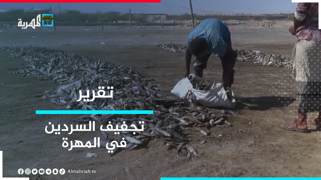 تجفيف السردين في المهرة.. قيمة غذائية ومهنة متوارثة