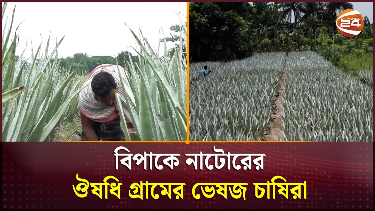 বিপাকে নাটোরের ঔষধি গ্রামের ভেষজ চাষিরা | Natore | Channel 24