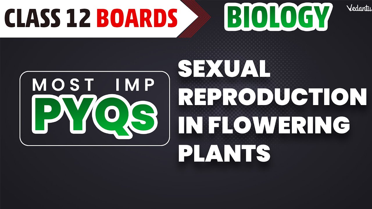 Sexual Reproduction in Flowering Plants Class 12 PYQs | CBSE Biology Chapter 1 | Ekta Mam
