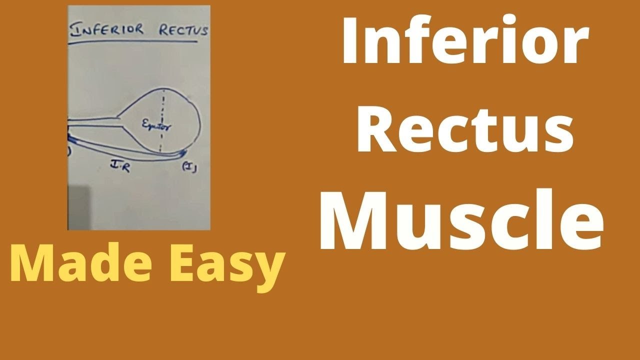 Inferior rectus (extraocular) | inferior rectus muscle action | inferior rectus origin and insertion